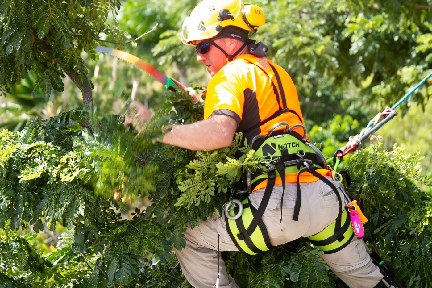 An arborist in a helmet and climbing harness pruning branches with a hand saw high in a leafy tree