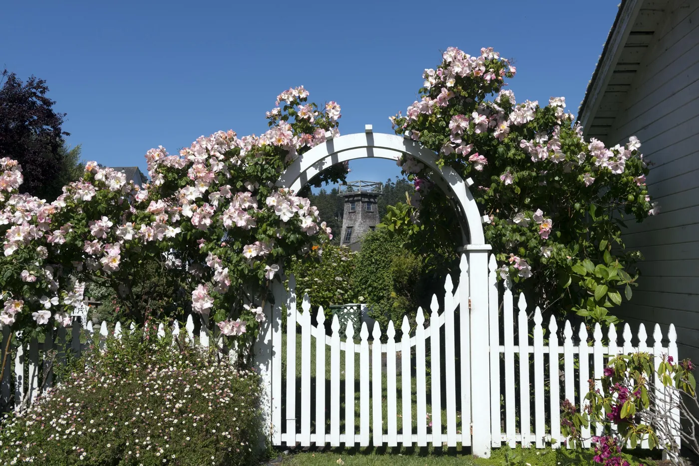 A white picket garden gate beneath an arched arbour covered in pale pink climbing roses, closed against a clear blue sky, with a water tower behind
