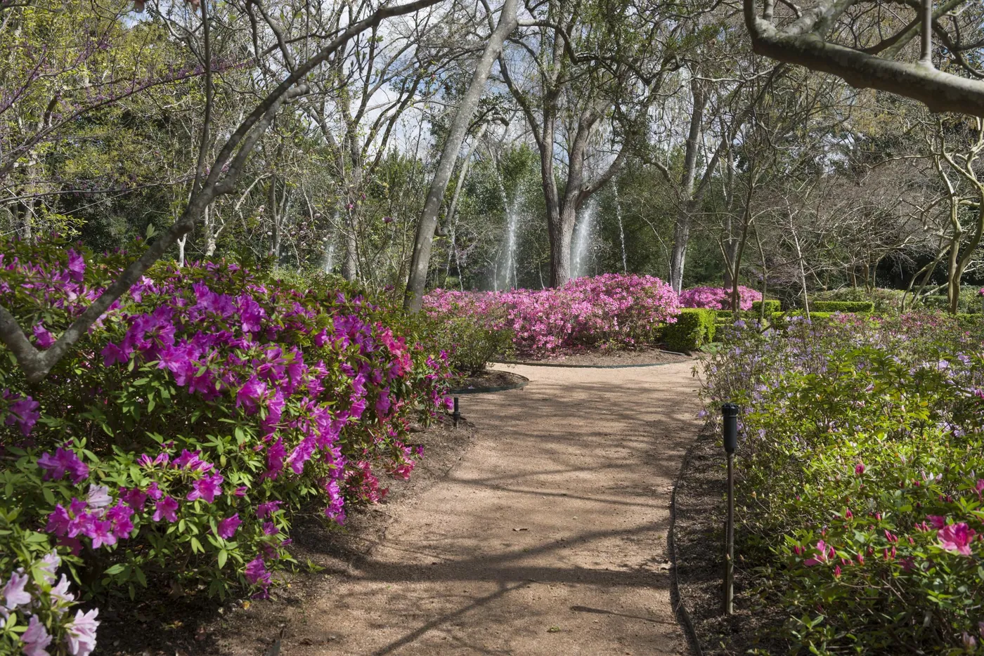 A sunlit gravel path curving between banks of magenta azaleas toward fountains under tall trees
