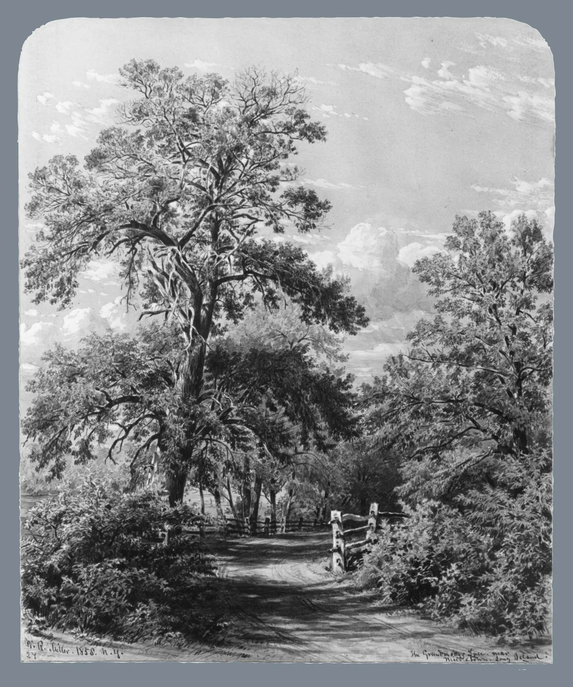 A drawing of a great spreading old tree beside a country lane and a wooden fence, surrounded by younger trees.