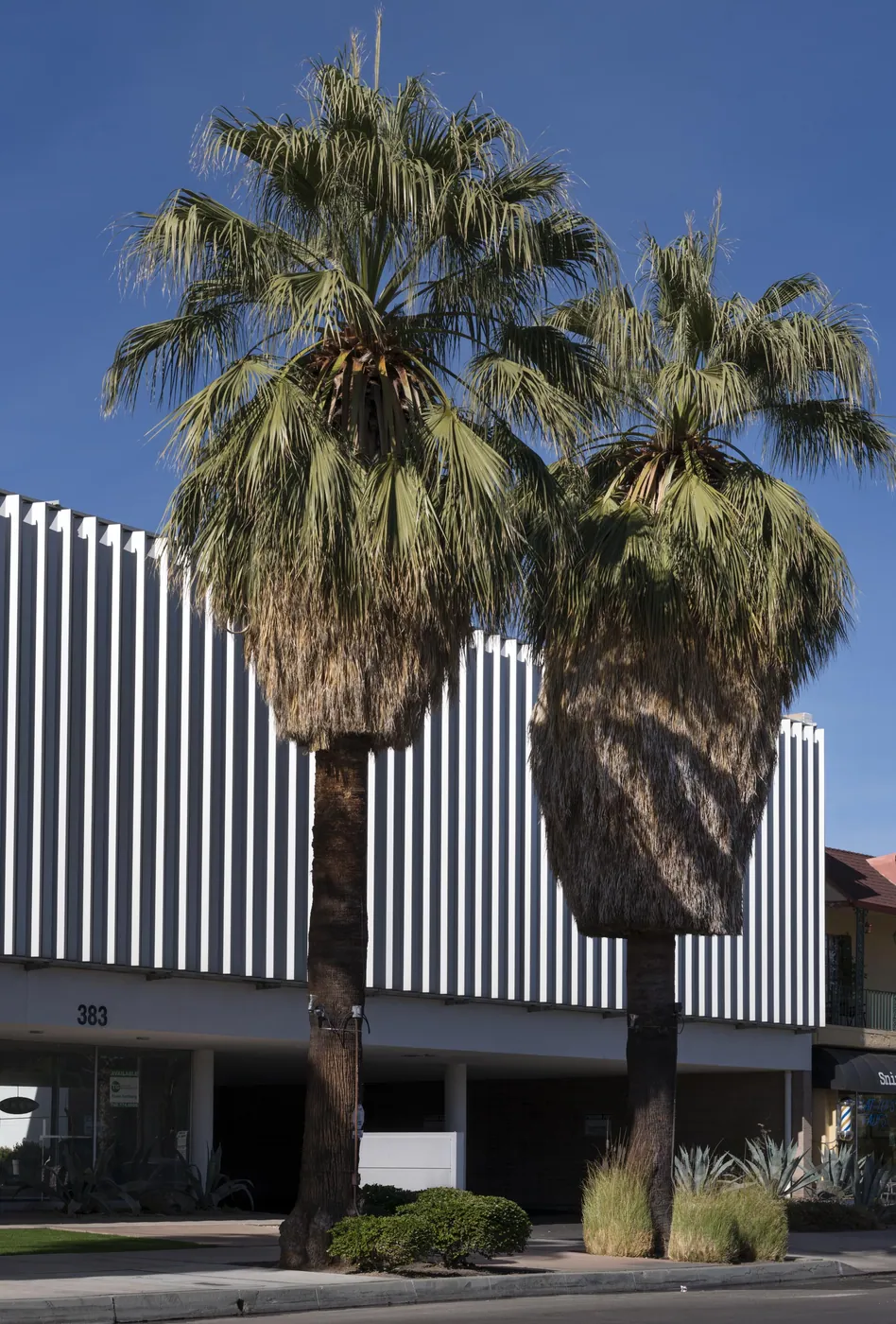 Two fan palms in front of a white modernist building with tall vertical fins against a clear blue sky.