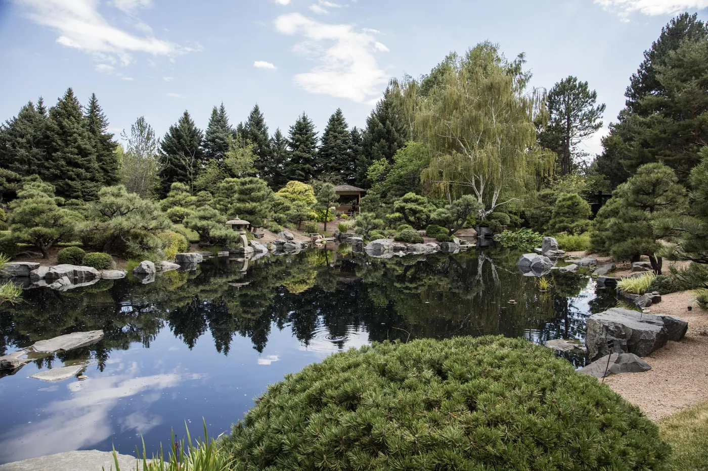 Still lagoon in a Japanese garden reflecting pines, a willow and clouds, edged with rounded stones, with a clipped mound of pine in the foreground