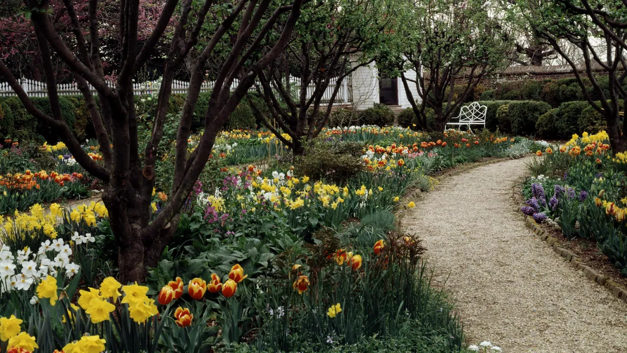 A gravel path curving between spring beds of tulips, daffodils and hyacinths under bare-branched trees, a white bench beyond